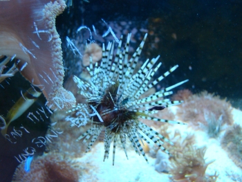  Echinothrix calamaris (Double-spined Urchin, Banded Sea Urchin, Hat Pin Urchin)